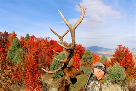 Elk Hunts Idaho Elk And Mule Deer Hunting Guides Outfitters