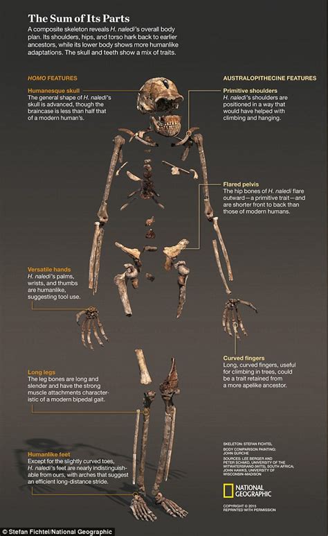 Homo Naledi Will The Discovery Of A New Human Ancestor Alter Our Understanding Of Evolution