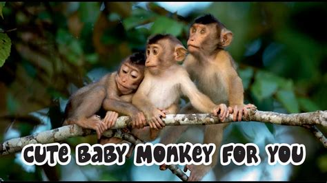 Animals Sounds Baby Monkeys Baby Monkeys Sounds Effects Youtube