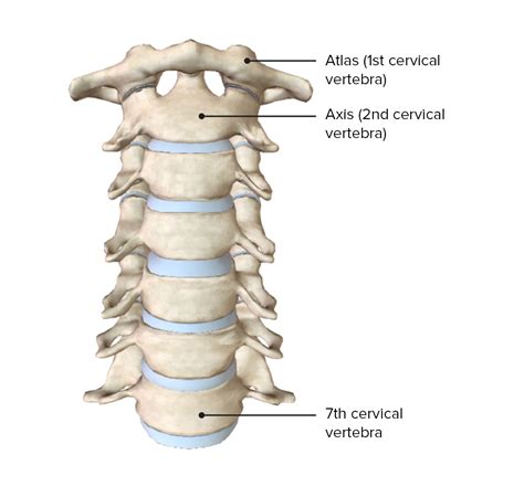 Cervical Vertebrae Bone Atlas