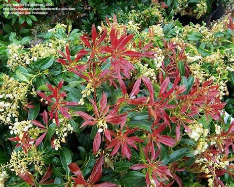 Plantfiles Pictures Pieris Andromeda Japanese Pieris Lily Of The