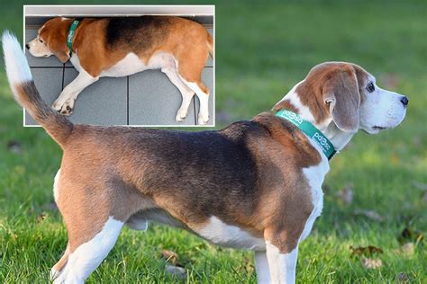 Bumper beagle sheds the pounds to be crowned pet fit club champ ...