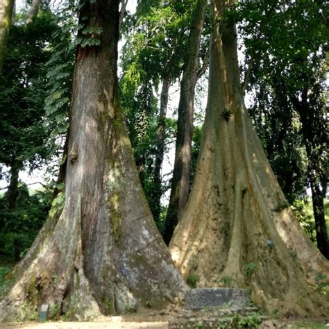 Kisah Pohon Jodoh Di Kebun Raya Bogor Yang Ditanam Sejak Mitosnya My