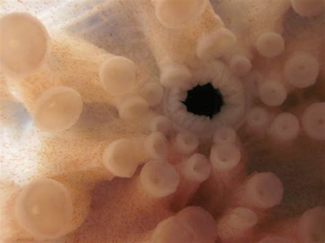 Bio Geo Nerd Giant Pacific Octopus Beak