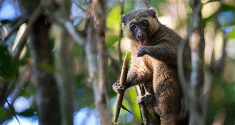 Madagascar Wildlife Tour 14d13n Comfort By Across Africa Tours