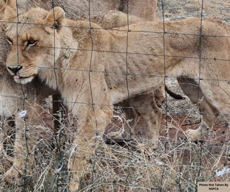 Lions In Captivity Nspca