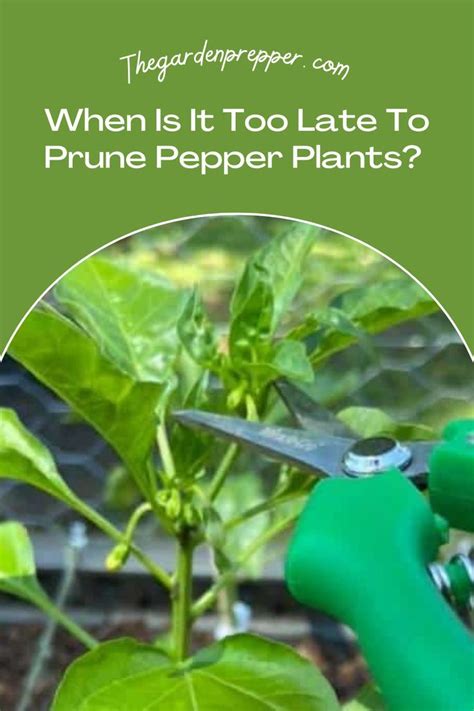 When Is It Too Late To Prune Pepper Plants Stuffed Banana Peppers