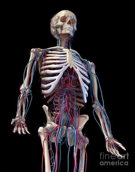 Human Skeleton And Vascular System Photograph By Leonello Calvetti