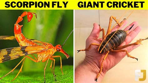 10 Scariest Insects You Wish Didnt Exist Youtube