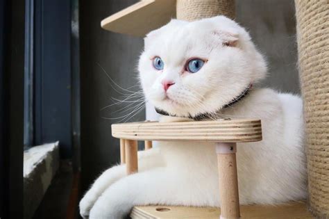 Scottish Fold Cat Breed Characteristics And Care