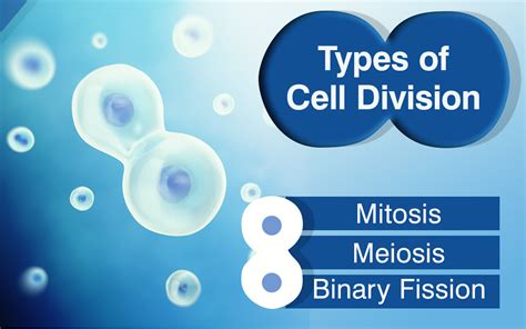 Types Of Cell Division