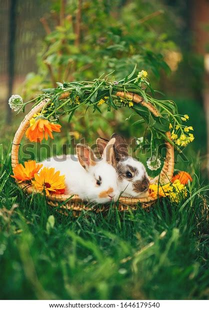 Cute Baby Bunnies Easter Basket Stock Photo Edit Now 1646179540