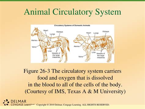 Circulatory System In Animals