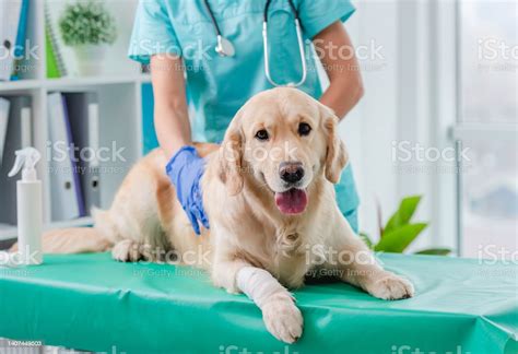 Golden Retriever Dog Examination In Veterinary Clinic Stock Photo
