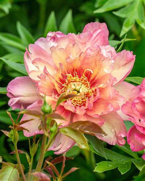 Peony Julia Rose Bare Roots — Buy Itoh Peonies Online At Farmer Gracy Uk