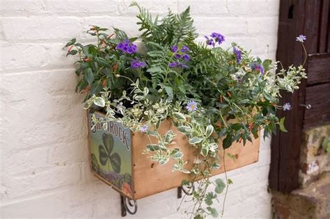 Container Plants For Shade Shade Plants Container Shade Plants