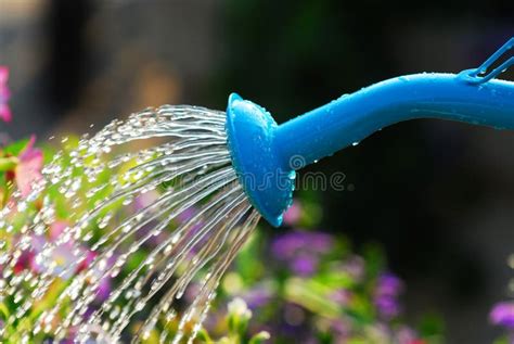 Watering Flowers Stock Photo Image Of Metal Freshness 2963904
