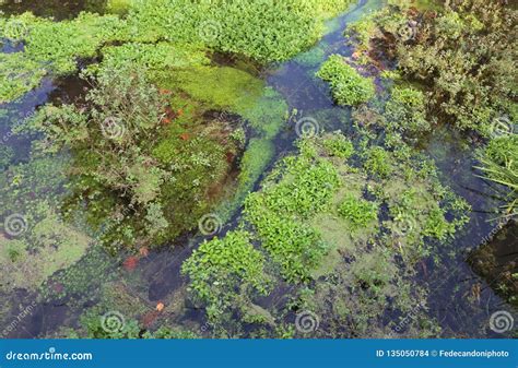 Swamp With Aquatic Plants In A Nature Reserve Stock Photo Image Of