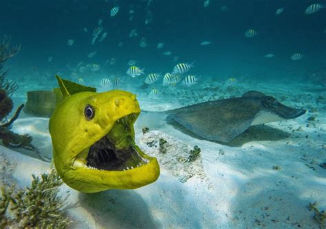 Underwater Photography Tips Arts Oceans