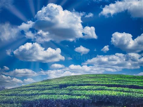Sunrays Are Passing Through Clouds Above Green Tea Plantation Stock