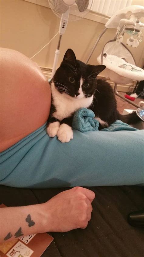 In the end, this is an urban tale of opposites: Cat Guards Pregnant Owner's Belly And Loves Her Baby
