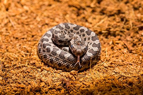 Baby Rattlesnakes At Chicago Zoo Animal Fact Guide