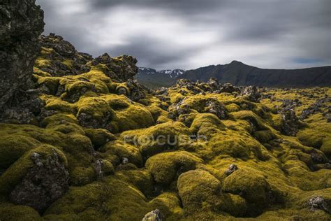 Moss Covered Lava Field On The Snaefellsness Peninsula Iceland