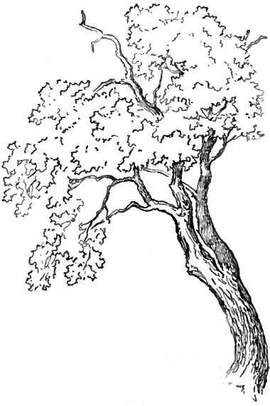 Oak Tree Drawings Tree Sketches Sketches Simple Drawing Sketches