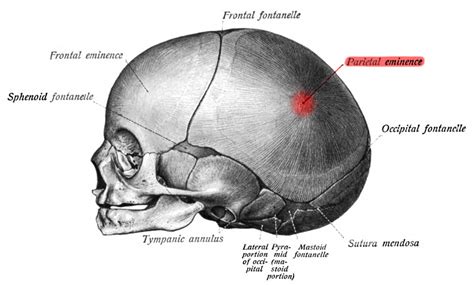 The Bones Of The Head And Neck Are Shown In This Diagram With Labels