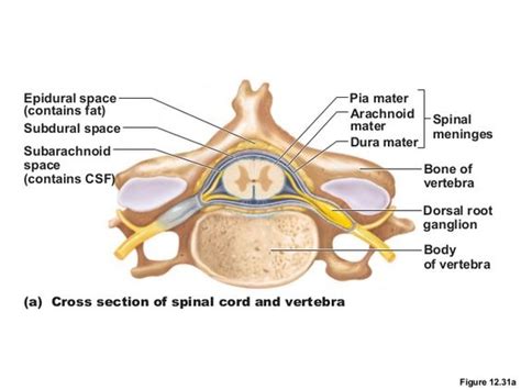 Check spelling or type a new query. spinal cord cross section slide with meninges - Google ...