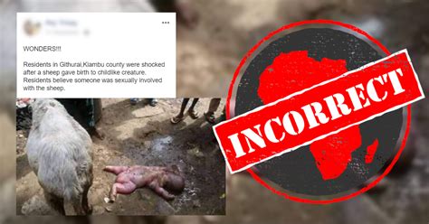 Man Impregnates Sheep In Kenya Or Nigeria No People And Sheep Cant