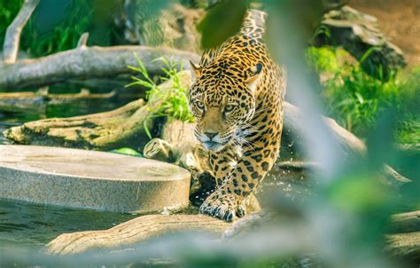 Wallpaper Predator Jaguar Wild Cat Zoo Images For Desktop Section