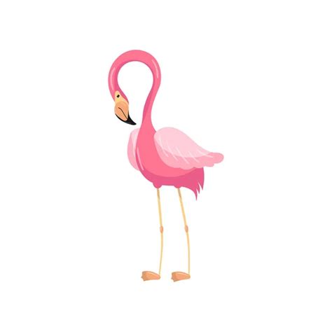 Elegant Pink Flamingo Exotic Bird Vector Illustration Stock Images