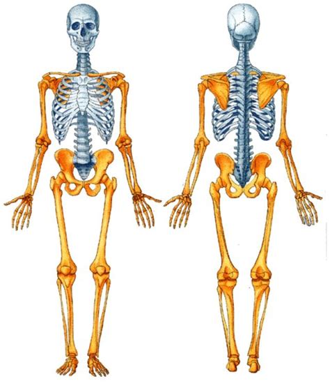 Apendicular O Axial Huesos Del Cuerpo Huesos Del Cuerpo Humano