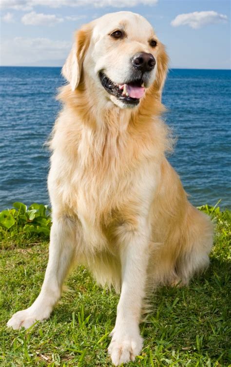 Golden Retriever Cani Da Caccia Donnad