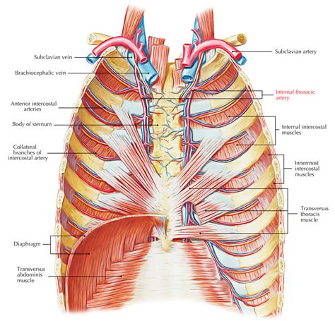 Laboratory Instructions Thorax Thorax Thorax Human Anatomy Images And