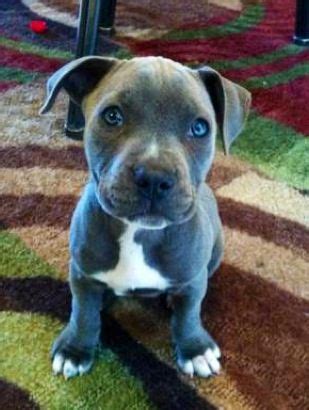 3 week old pitbull pups. Blue Pitbull terrier, Zeus, at 14 weeks old. This is my 3 year old's puppy! | Pitbull terrier ...