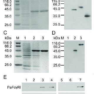 Prokaryotic Expression And Western Blot Analysis A 12 SDS PAGE
