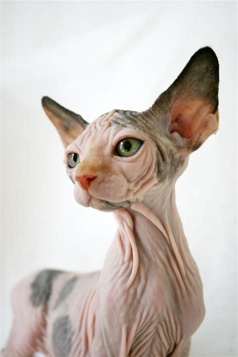 Pin By Shelbs🦄💗 On Hairless Cat Aesthetic Hairless Cat Sphynx Cat