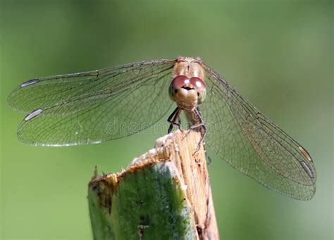 Female Common Darter Dragonfly Front View Stock Photo Image Of