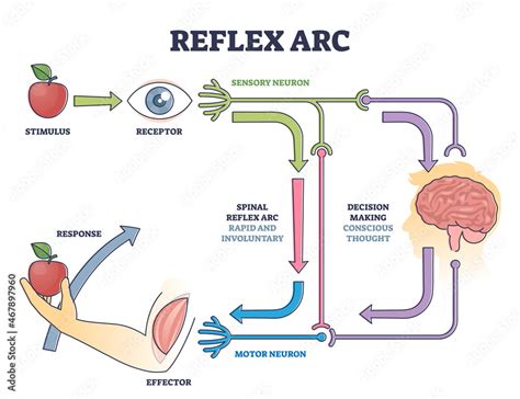 reflex arc sensory neuron pathway from stimulus to response outline diagram labeled educational