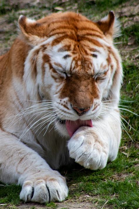 Brown And White Tiger Lying On Green Grass During Daytime Photo Free