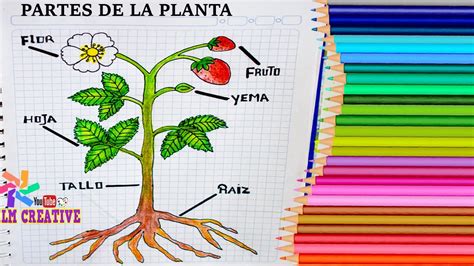 Partes De La Planta Ciencias Naturales Para Escolares Parts Of The