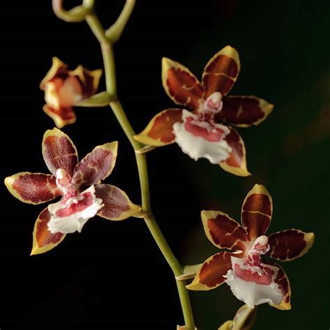 Oncidium Orchid Stock Photos Pictures And Royalty Free Images Istock