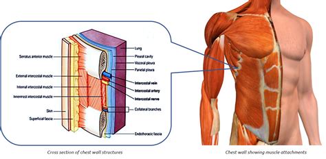 From the lateral aspect, the upper border of the. Lungs Behind Ribs : Lung Cancer 5 Things You Need To Know ...