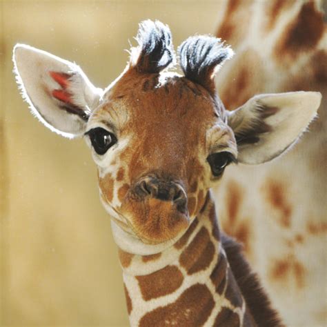 Amazing Animals Pictures Lovely Tender And Cute The Baby Giraffe