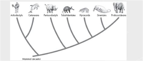 The Cladogram Shows Relationships Among Several Mammal Species Which