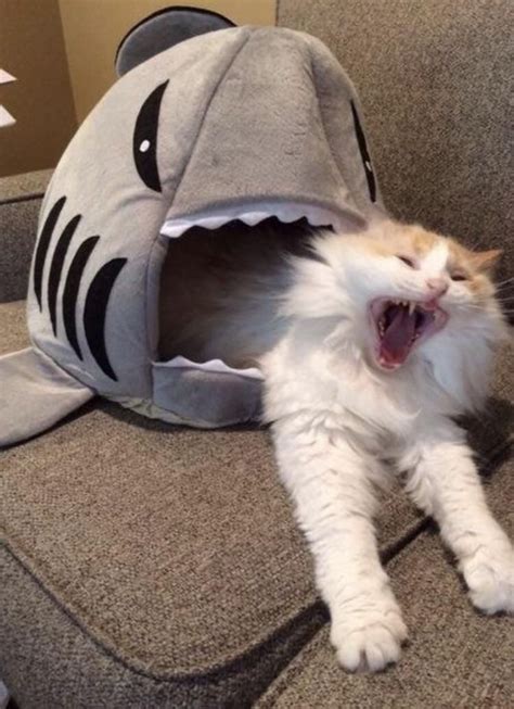 Image Result For Cat Shark Pet Bed Amazon Stumbled Across Funny Cat