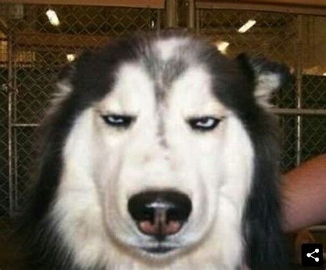 Im Not Amused Husky Serious Look Funny Dog Memes Dog Quotes Funny