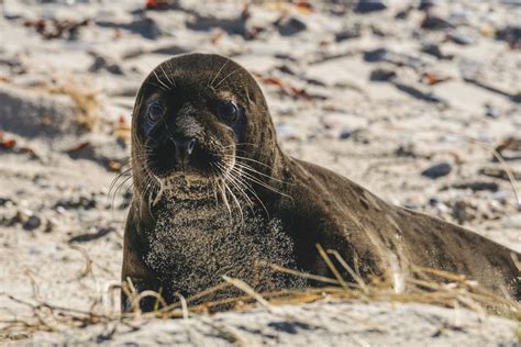 Black Seal On Beach · Free Stock Photo